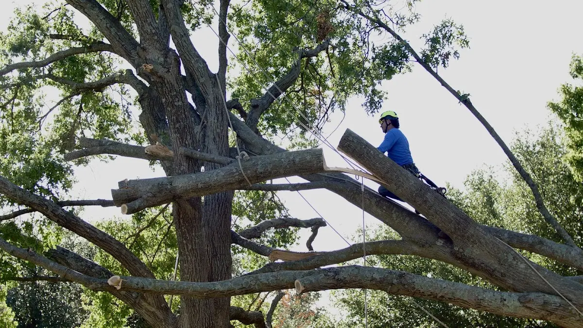 Professional Hazardous Tree Removal performed by certified arborists in Cubero