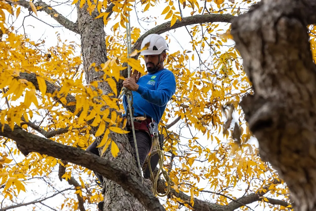 Skilled Storm Damage Cleanup crew working in Cubero